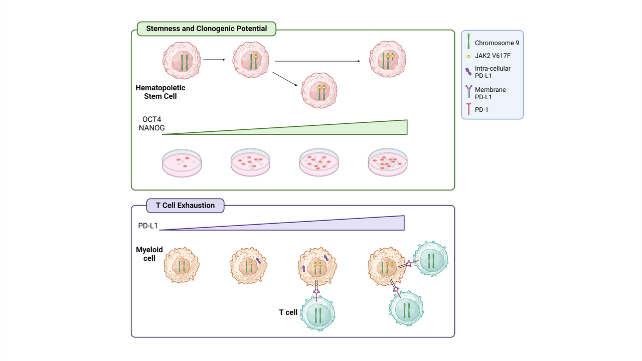 Chromosome 9p trisomy increases stem cells clonogenic potential and fosters T-cell exhaustion in JAK2-mutant myeloproliferative neoplasms