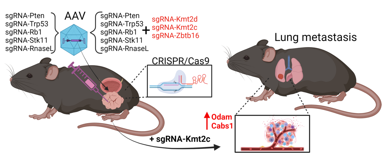 Unleashing the Potential of CRISPR for In Vivo Cancer Research