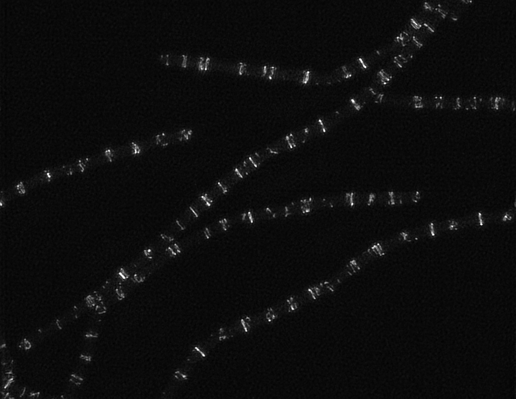 Dynamics of division: Single-molecule studies of bacterial cytokinesis