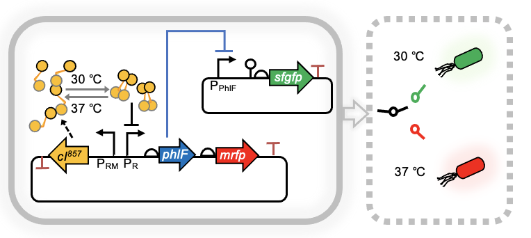 Reversible thermal regulation system in E. coli