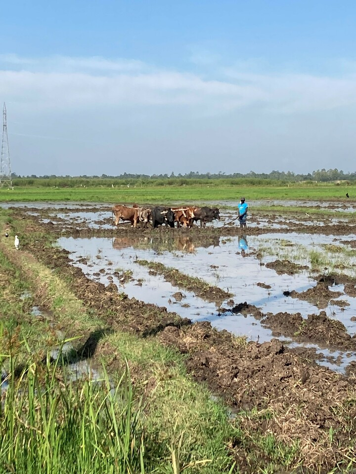 Africa must intensify rice production to reduce imports and massive land conversion