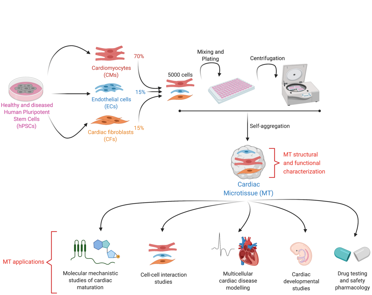 Simplicity is the ultimate sophistication: self-aggregation in the heart