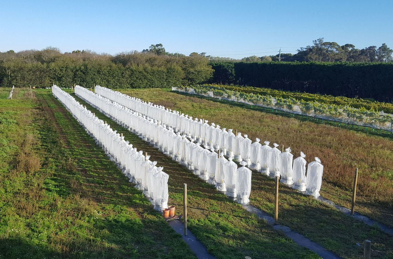 Exotic plants accumulate and share herbivores yet dominate communities