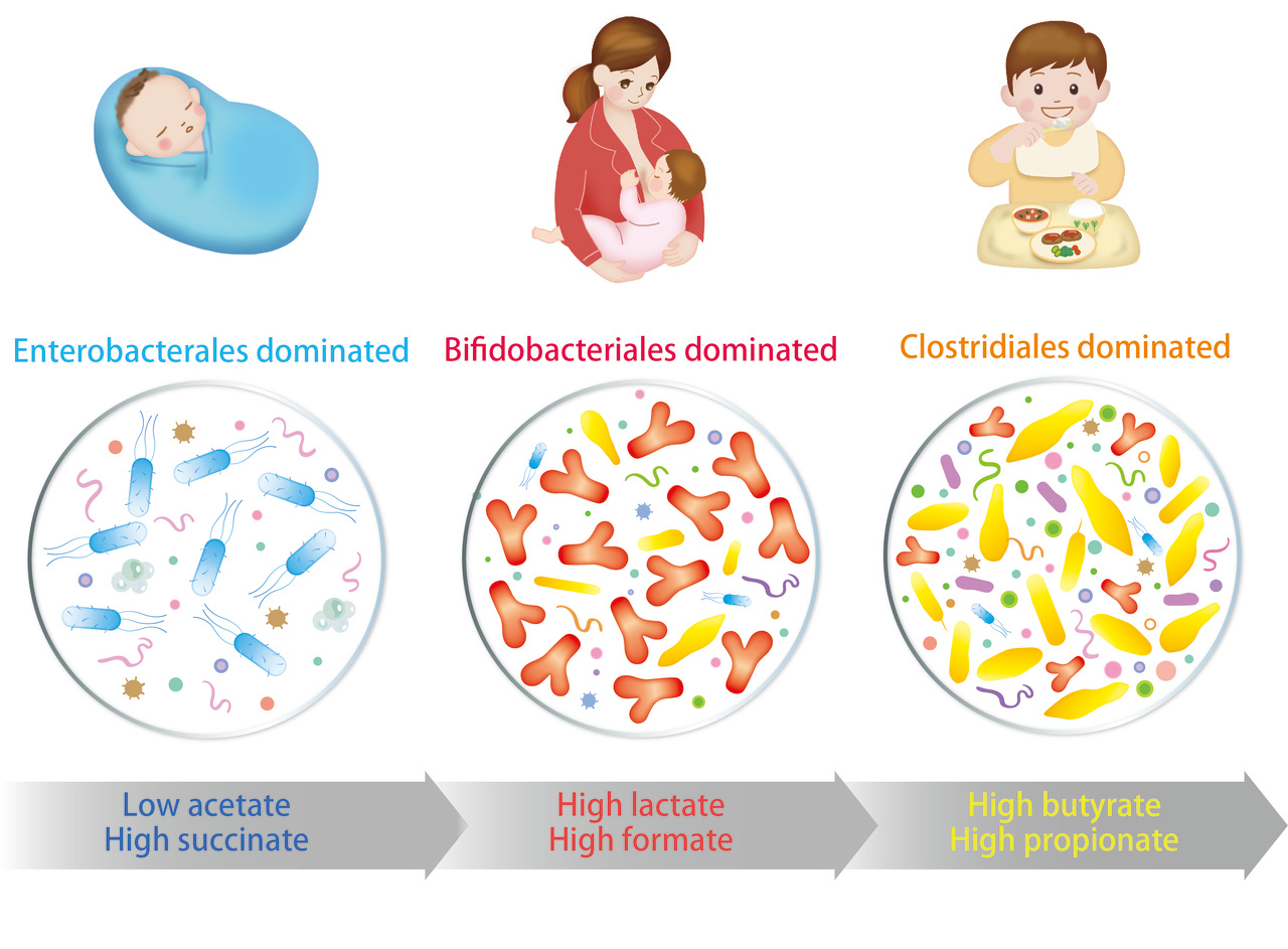 Inner workings of infant gut