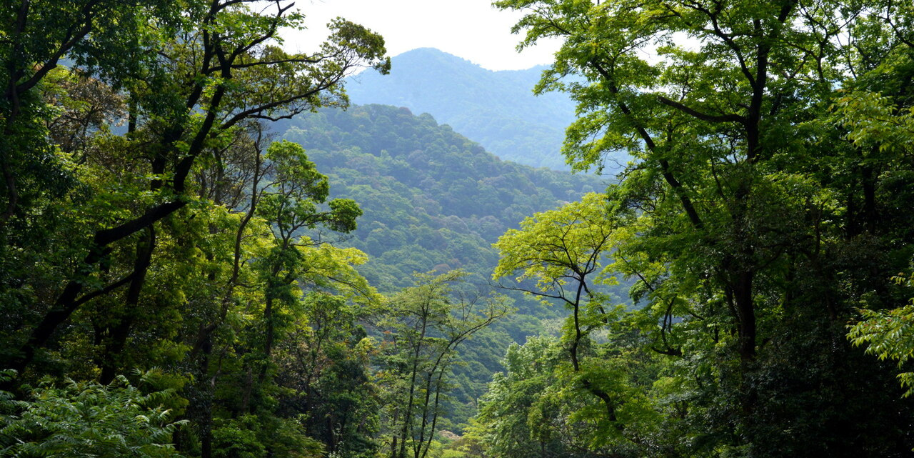 Hidden spatial patterns in tree distribution stabilize biodiversity in forests