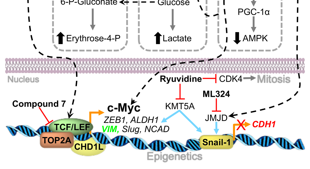 Isolating and targeting the real-time plasticity and malignant properties of epithelial-mesenchymal transition in cancer