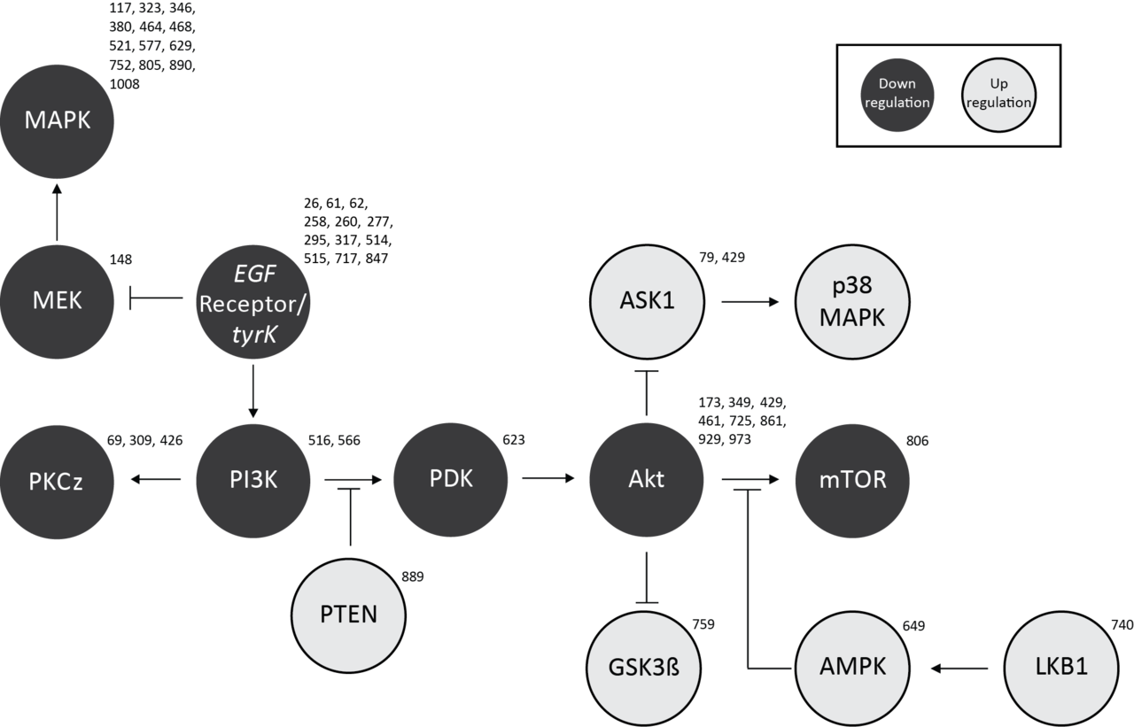 Kinome-wide analysis of the effect of statins in colorectal cancer