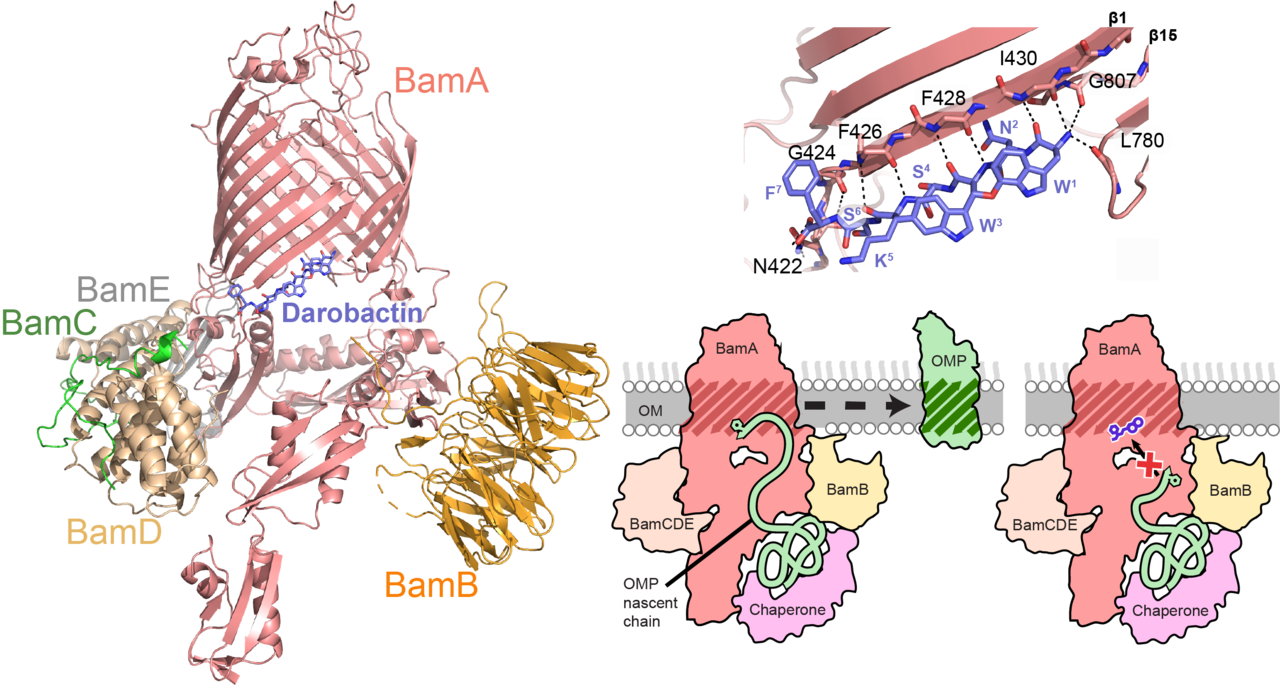 An antibiotic that inhibits the undruggable target