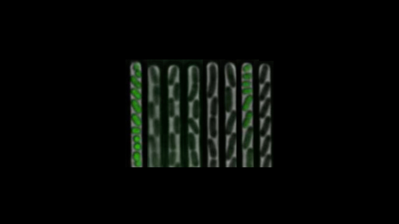 A single-cell perspective sheds new light on Salmonella infections