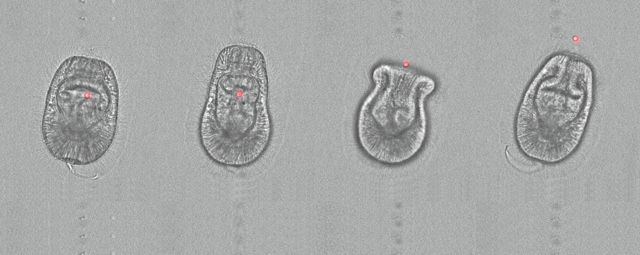 Vomocytosis: sick of non-symbiotic microorganisms