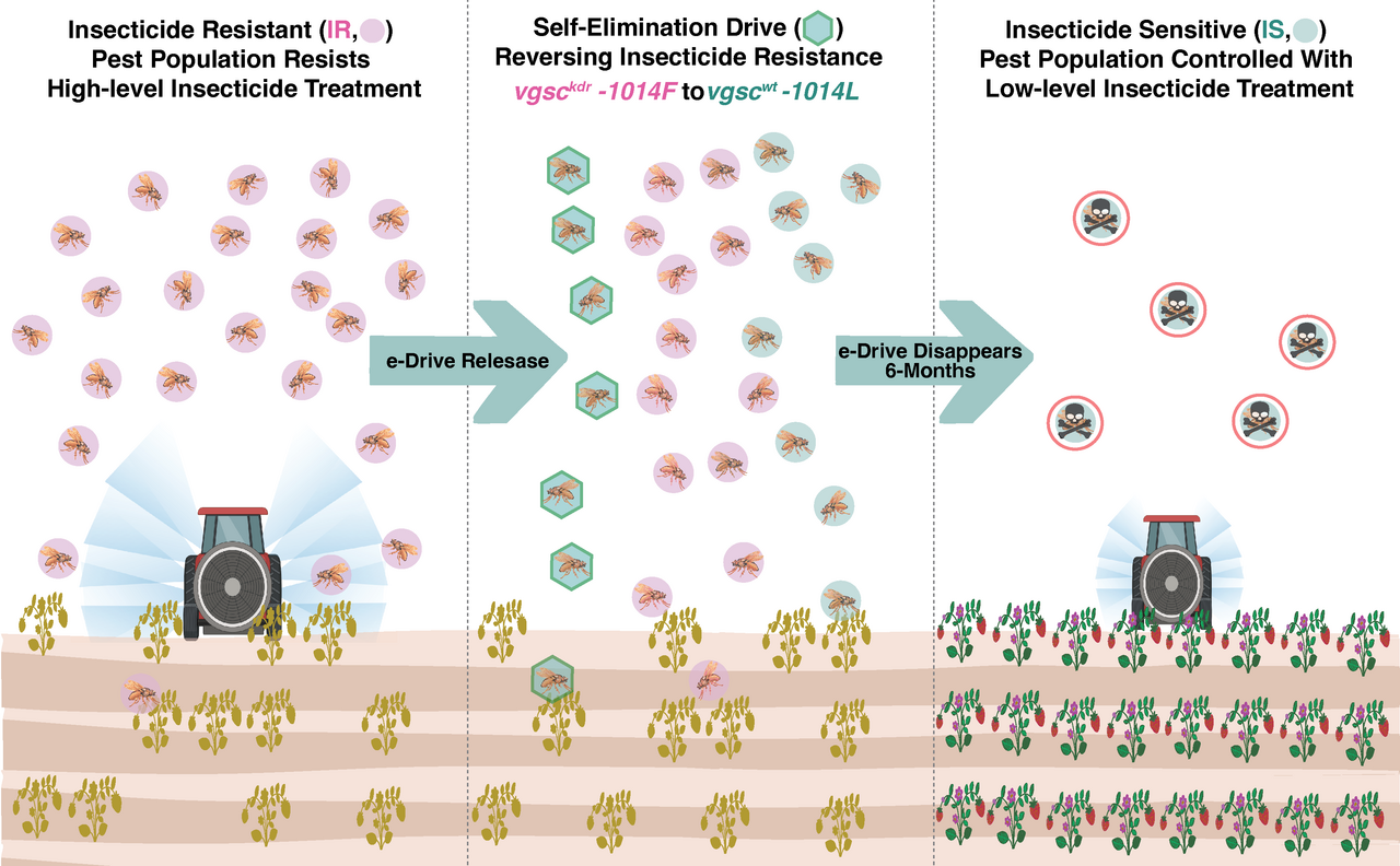 Reversing insecticide resistance with a zero GMO endpoint