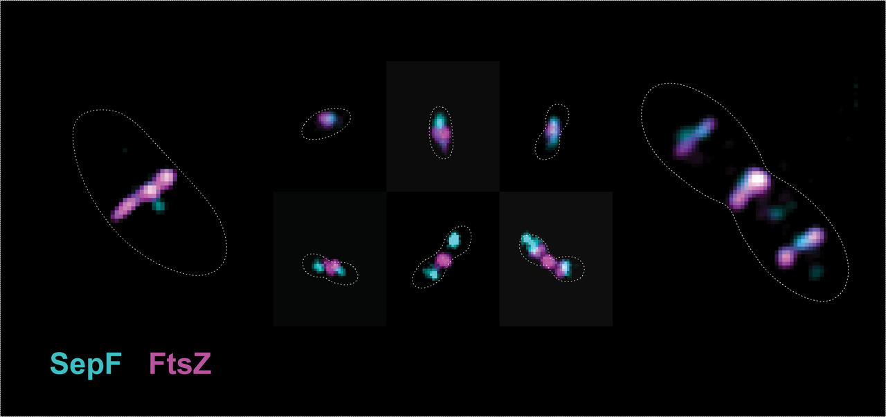 SepF and FtsZ - an ancient love story