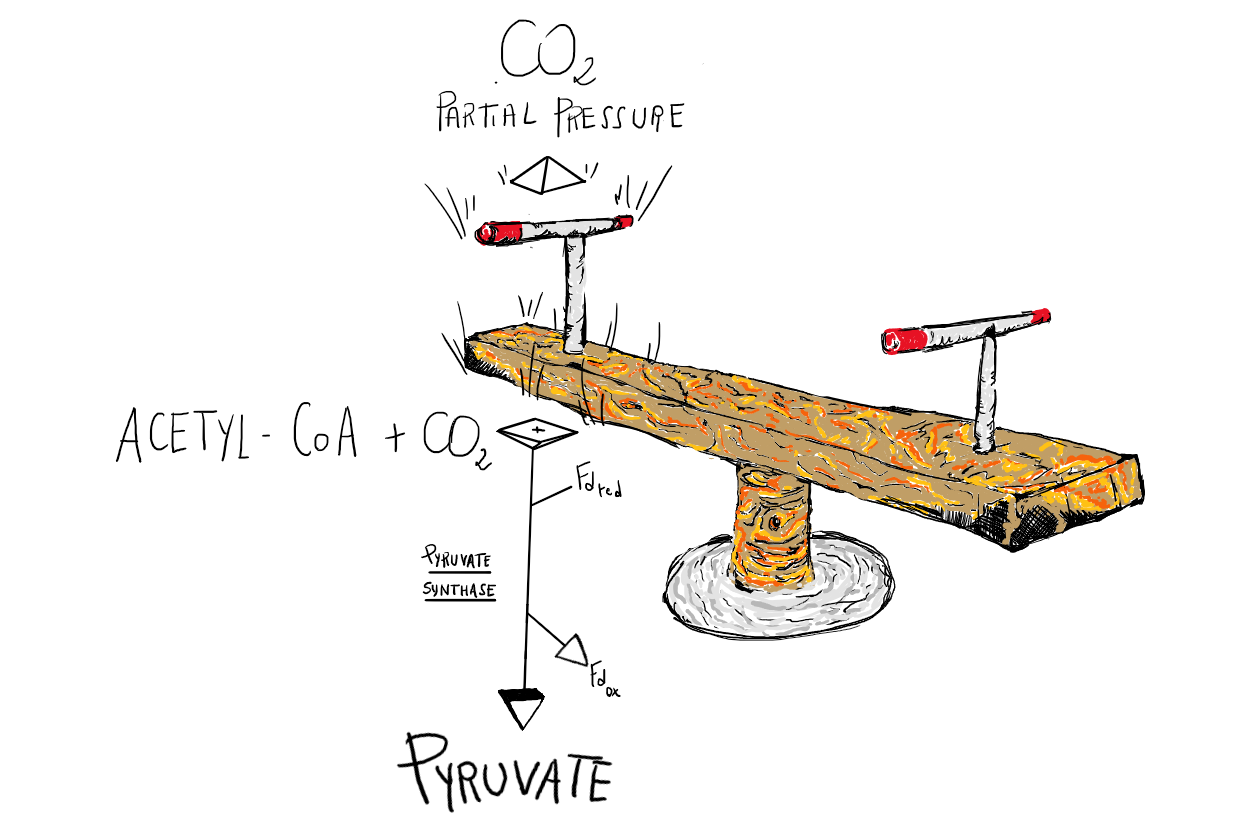 High CO2 levels drive the TCA cycle backwards in anaerobic bacteria 