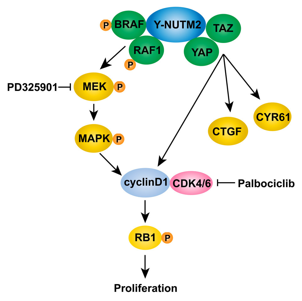 YWHAE-NUTM2 oncoprotein regulates proliferation and cyclin D1 in endometrial stromal sarcoma via RAF/MAPK and Hippo pathways