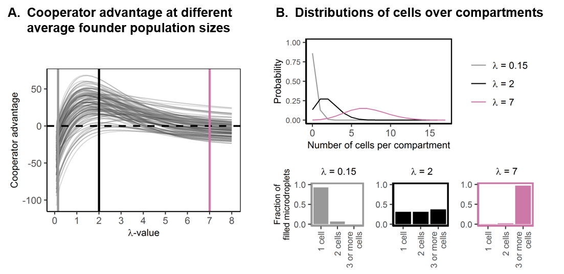Population dynamics of microbial cross-feeding: A journey between the computer and the lab