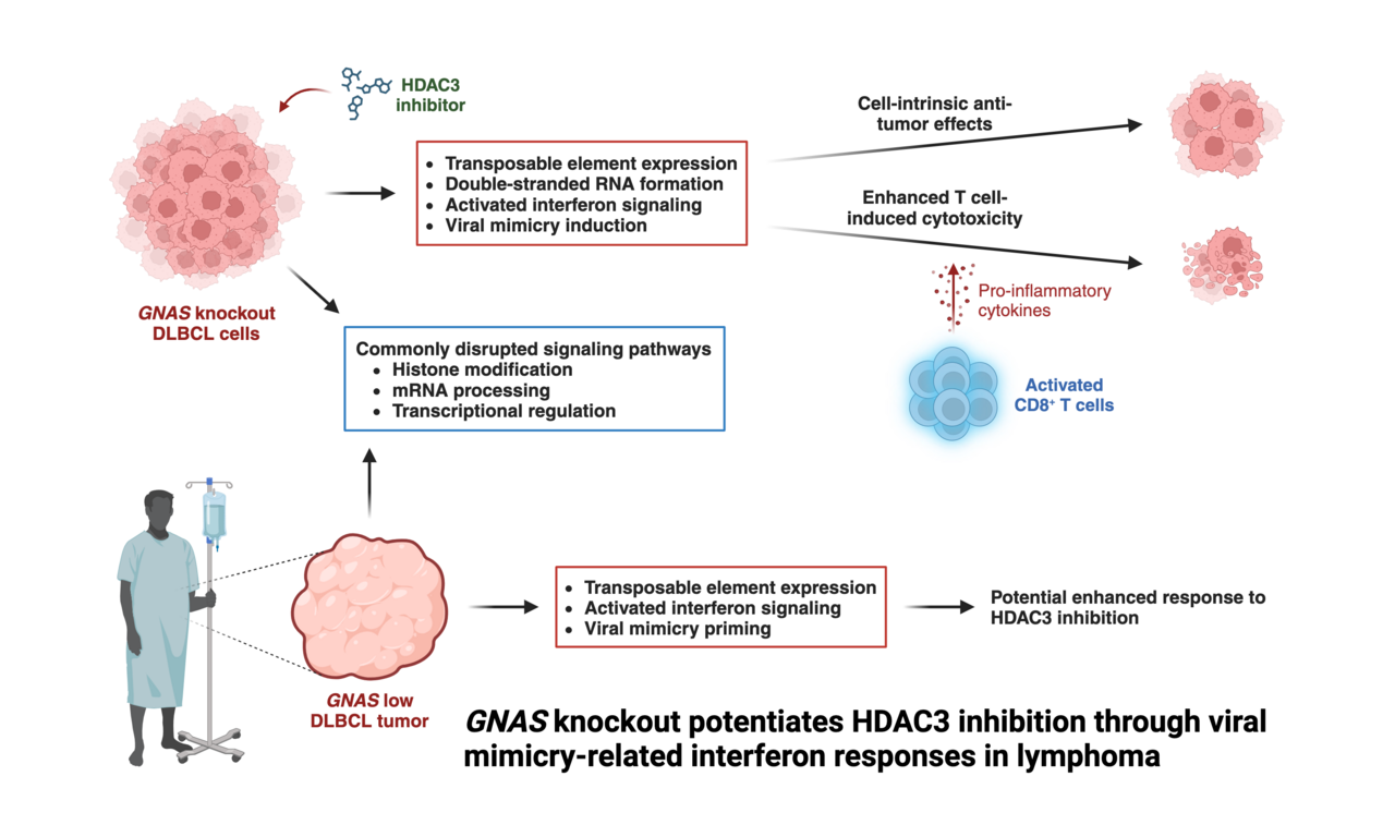 GNAS knockout potentiates HDAC3 inhibition through viral mimicry-related interferon responses in lymphoma