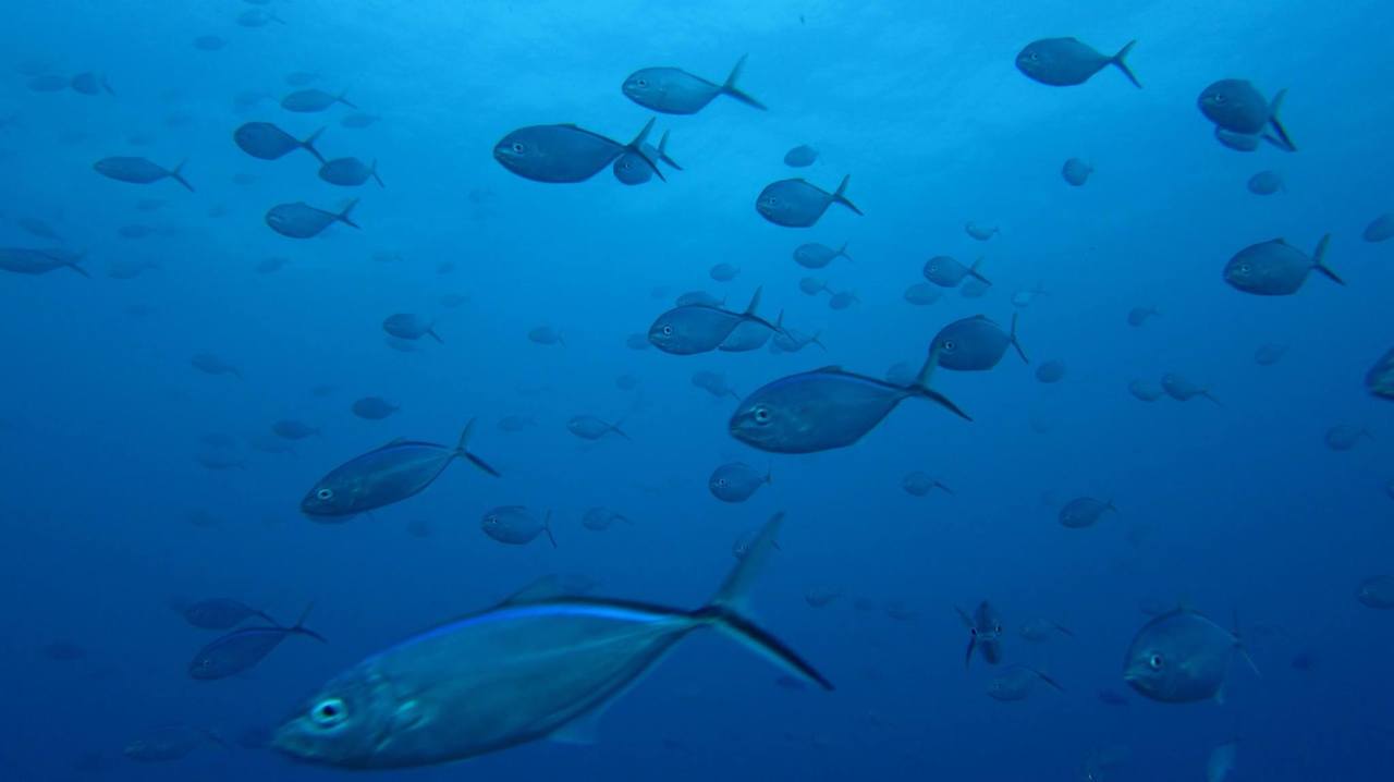 From Conservation to Coaching