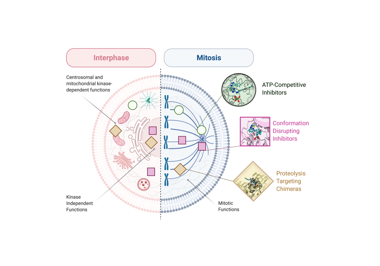 A literature survey highlights oncogenic roles of nuclear Aurora-A and suggests novel therapeutic approaches in cancer 