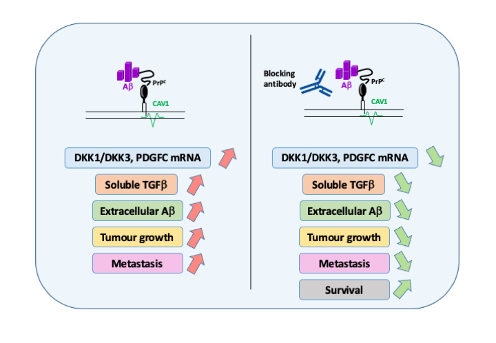 Aβ-PrPC-CAV1 signalling from neurodegeneration to cancer