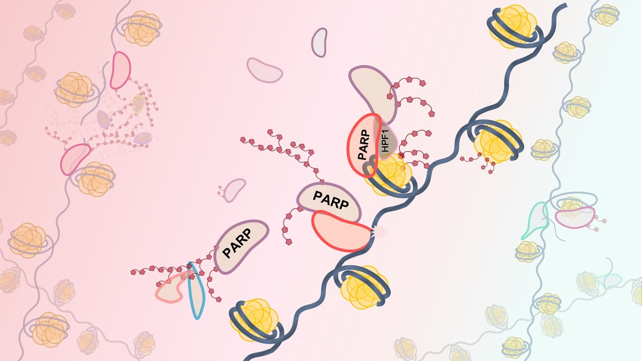 Dual function of HPF1 in the modulation of PARP1 and PARP2 activities