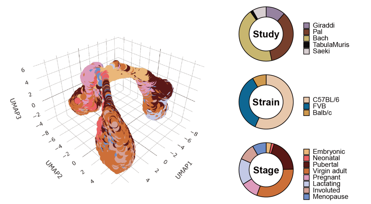 Mammary cell gene expression atlas links epithelial cell remodeling events to breast carcinogenesis
