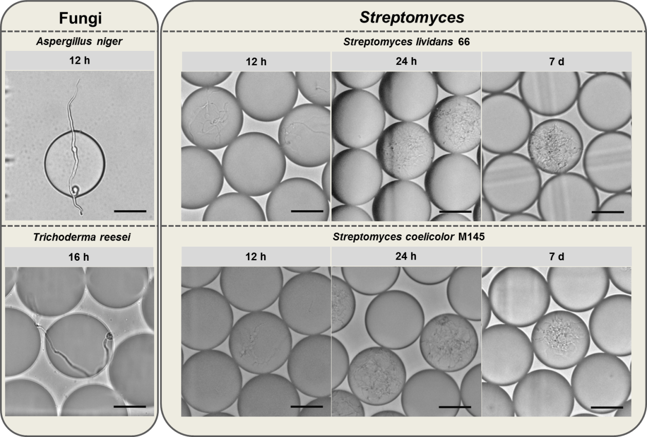 Compatibility of filamentous microorganisms and droplet-based microfluidic platform