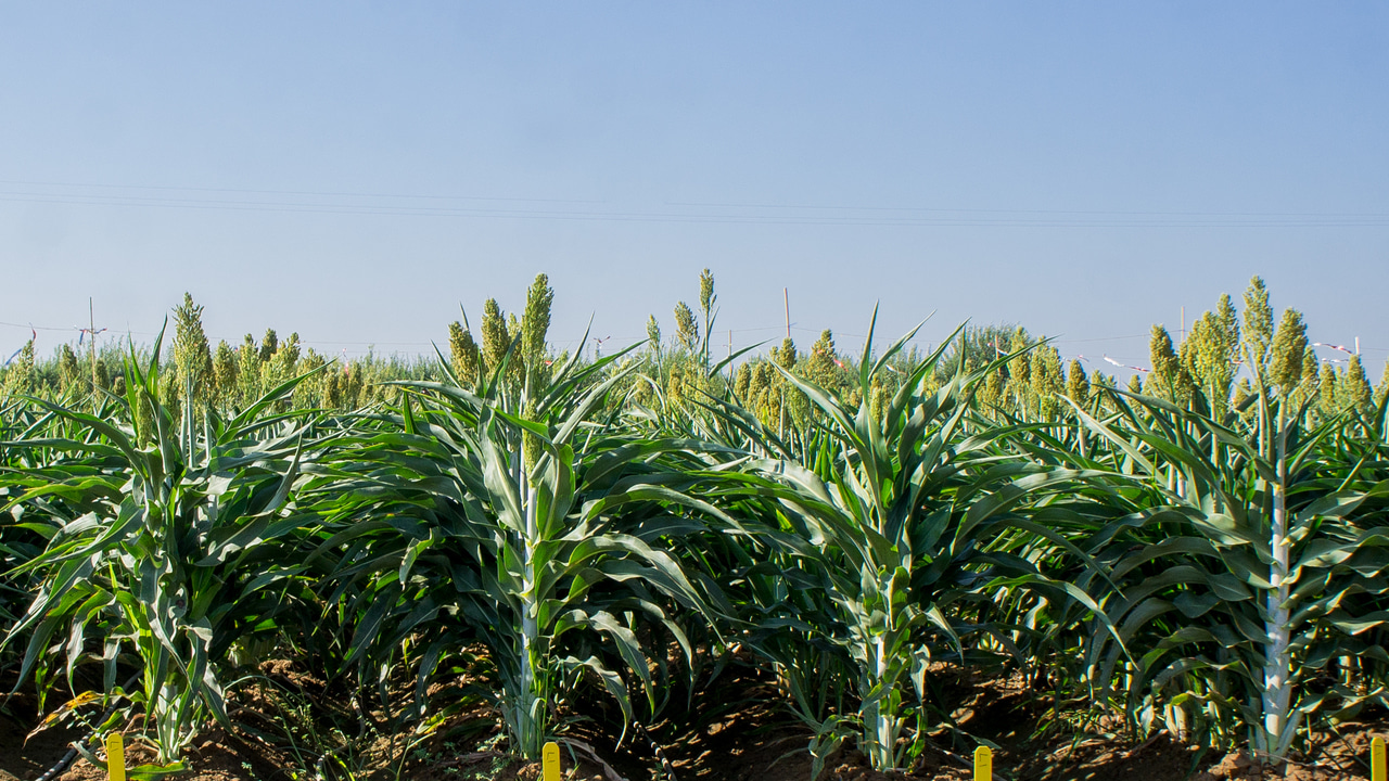 Plant genetics shapes the rhizosphere microbiome