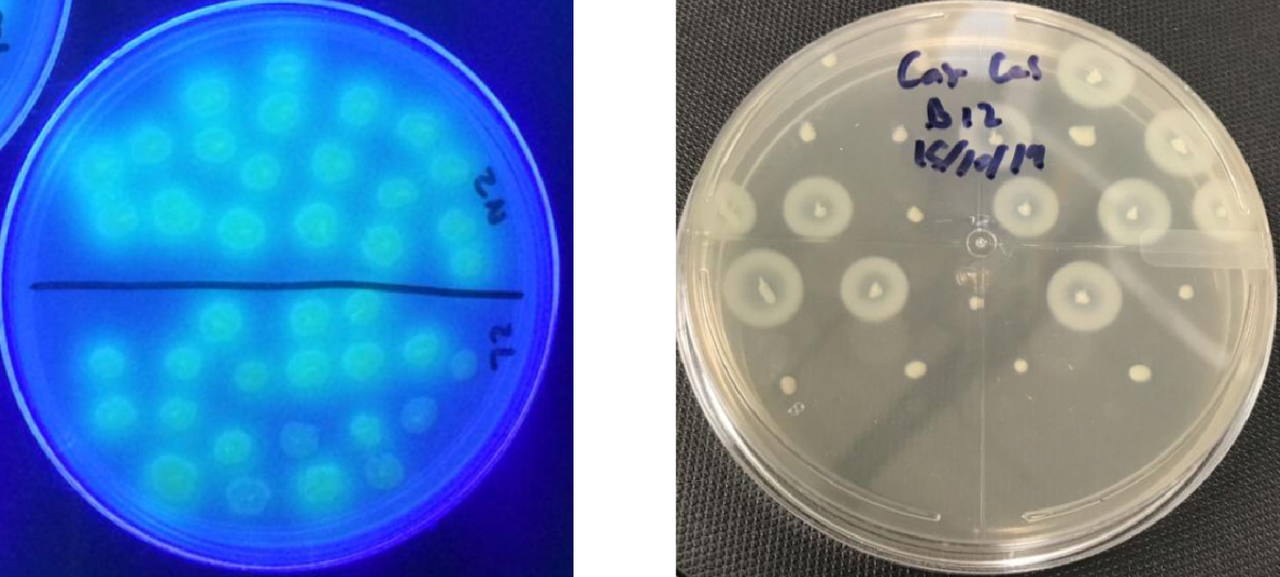 Structural genome variation underlies a new “cheating” strategy in Pseudomonas aeruginosa