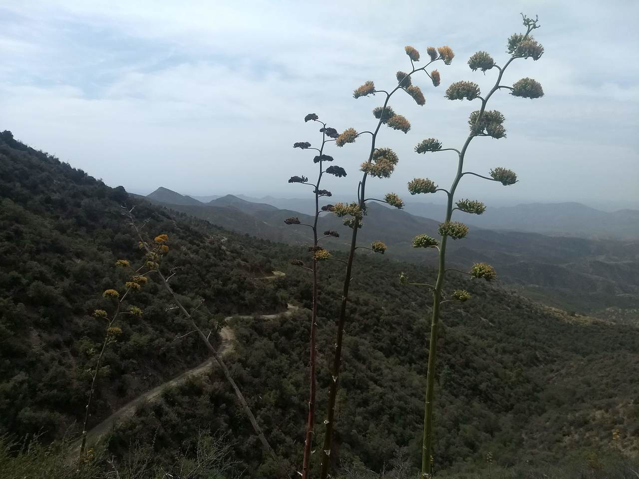 Discovering fungal diversity in threatened 'Sky Islands'