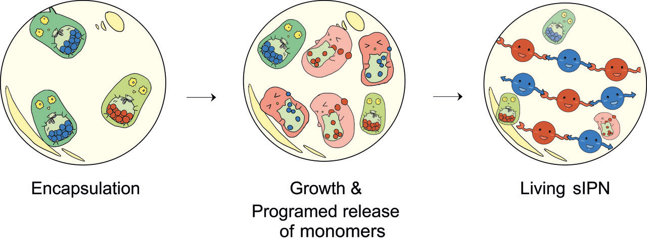 A living and functional semi- interpenetrating polymer network material fabricated by engineered bacteria