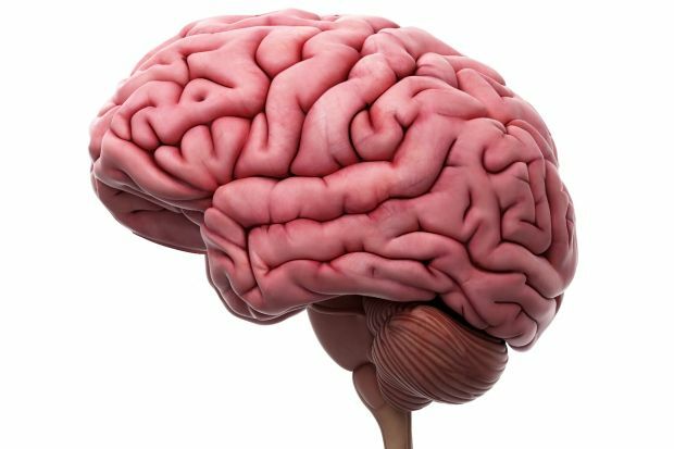 Practice questions on the central nervous system.