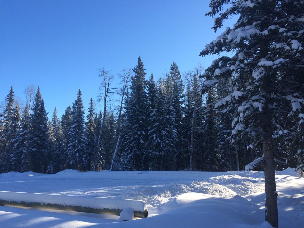 Methanotrophic bacteria nurture selenate reducers