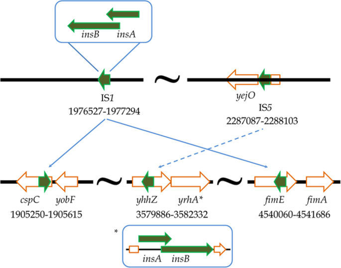 Behind the Paper - The adaptation of Escherichia coli cells grown in simulated microgravity for an extended period is both phenotypic and genomic