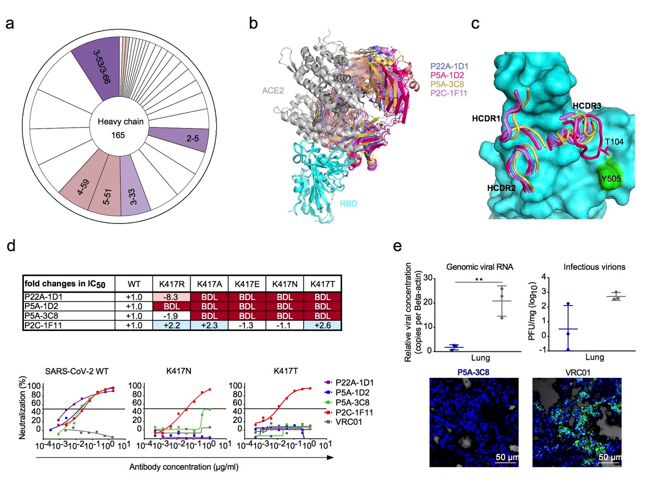 Potent IGHV3-53/3-66 public nAbs and their shared escape mutant