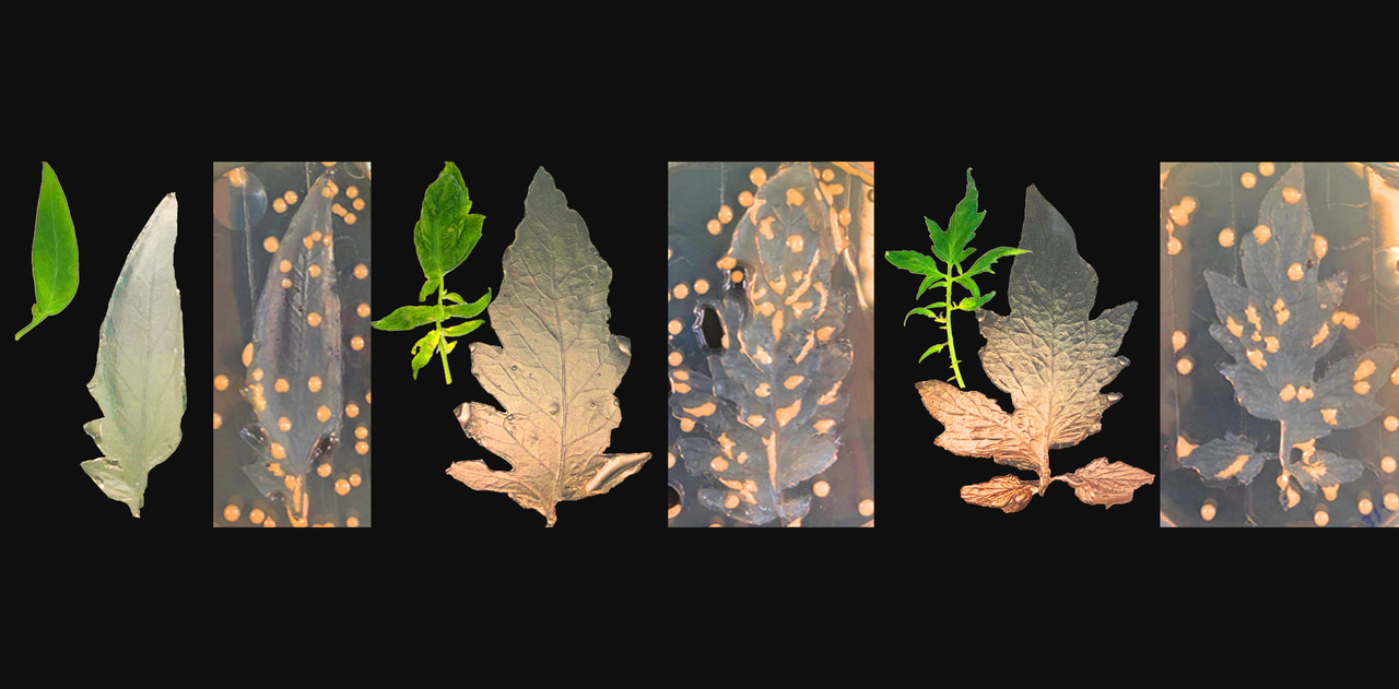 Can plant developmental hormones affect microbiome assembly? And if so, how?