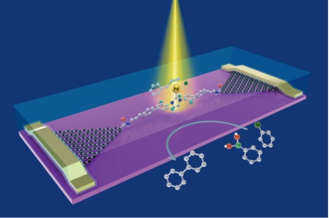 Unveiling the full reaction path of the Suzuki-Miyaura cross-coupling in a single molecule junction