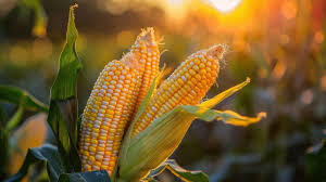 The Density-Nitrogen Balance: Quantifying Leaf Area Traits (SLA, LAI, LAR) in Modern Maize Production