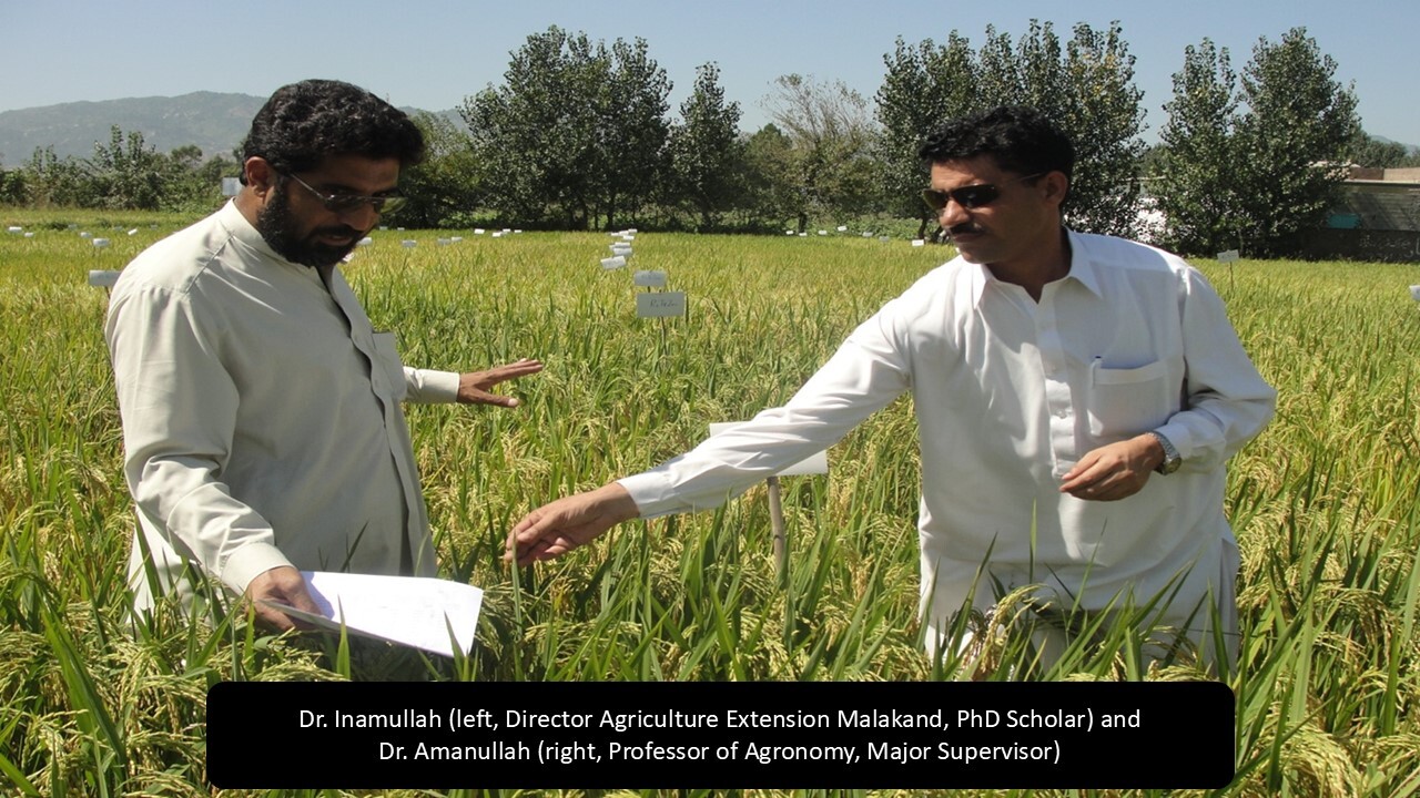 Sustainable Nutrient Management in Rice: Unlocking the Potential of Zinc and Phosphorus in Rice–Wheat Systems