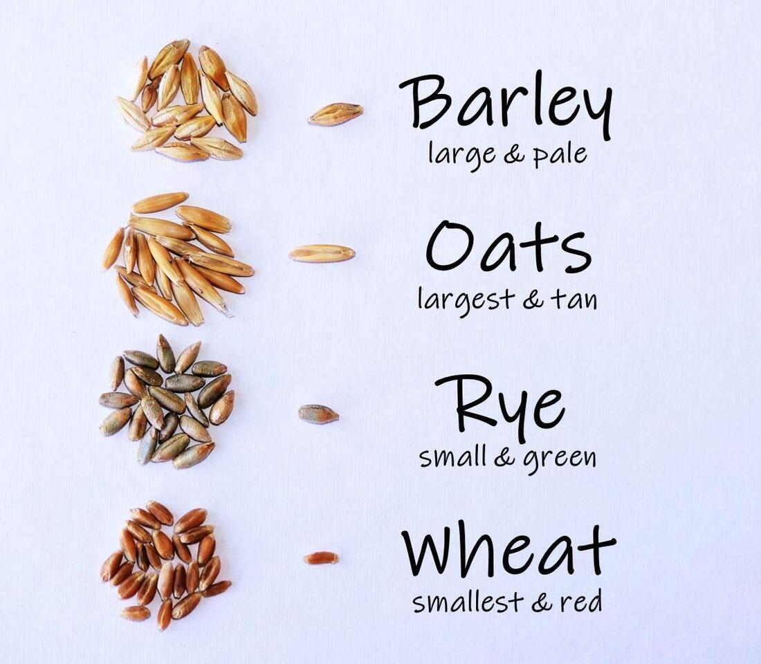 Leaf Growth Dynamics in Cool-Season Cereals under Varied NPK Treatments