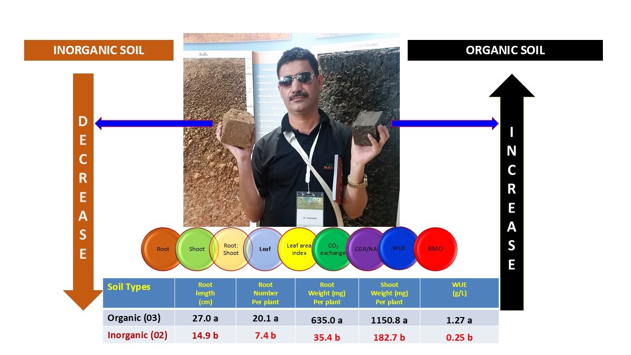Modeling Carbon in Cereal Crops: A Practical Approach to Above- and Below-Ground Estimation