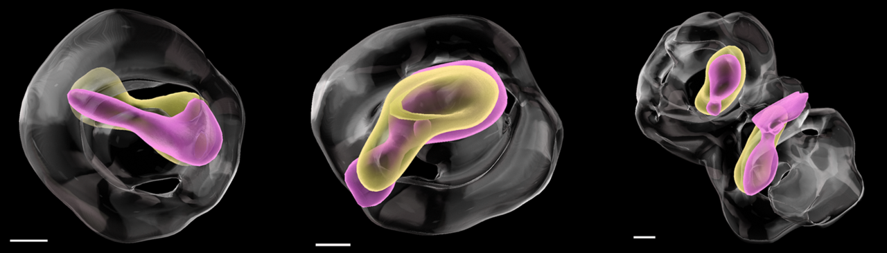 A regulatory cascade controls Staphylococcus aureus pathogenicity island activation