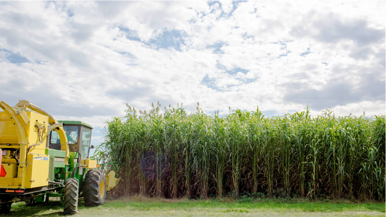 Rescuing her sister’s reputation: xylose detoxifies its hemicellulose counterpart, acetate, into valuable substrate for biosynthesis of fine chemicals by engineered yeast 