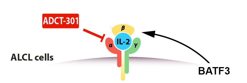 BATF3 as key transcription factor driving IL-2/IL-15 signaling in ALCL