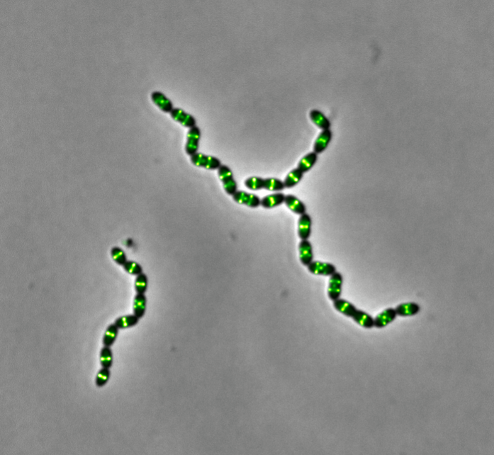 Spatio-temporal control of the bacterial cell cycle