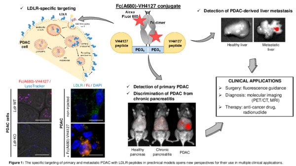 LDLR-targeted peptides: a new hope for diagnosis and therapy of PDAC