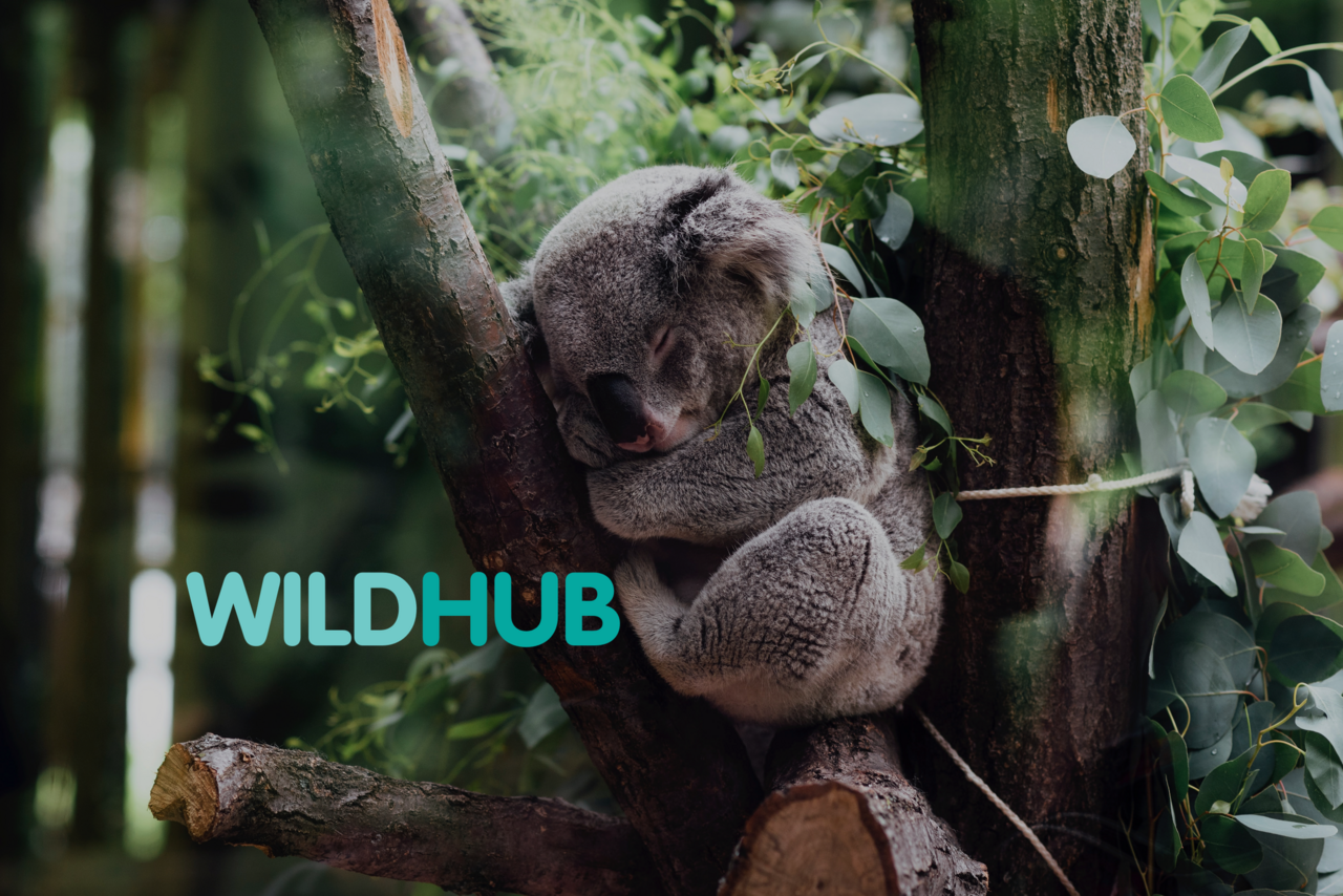 WildHub is great for networking!