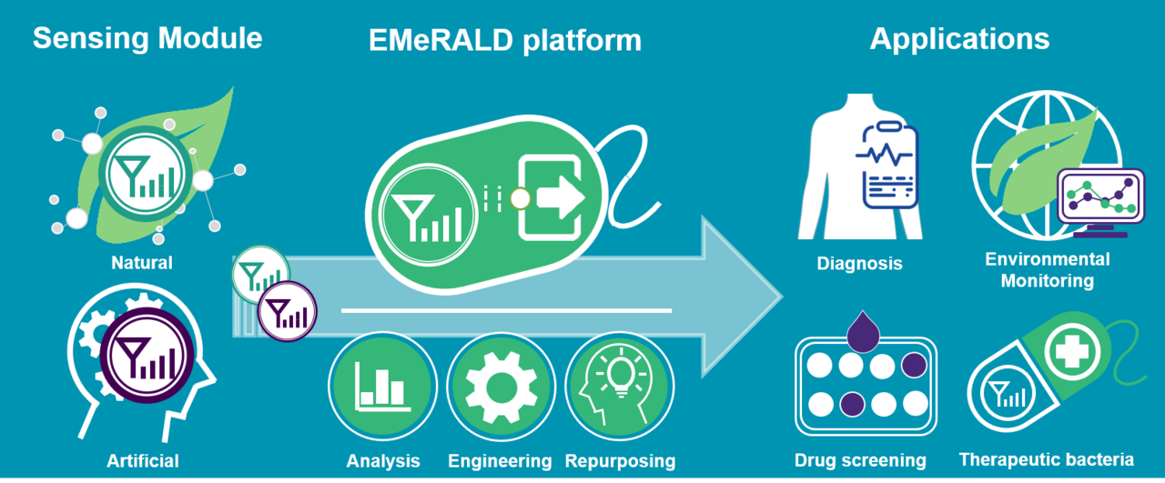 From virulence trigger to diagnosis tool