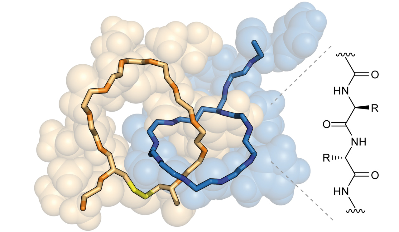 Building Interlocked Peptides