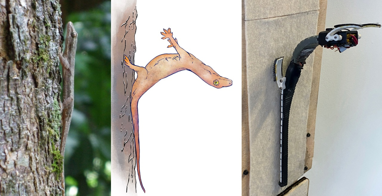 Lizards’ astounding crash-landing ability validated with Soft Robot perching