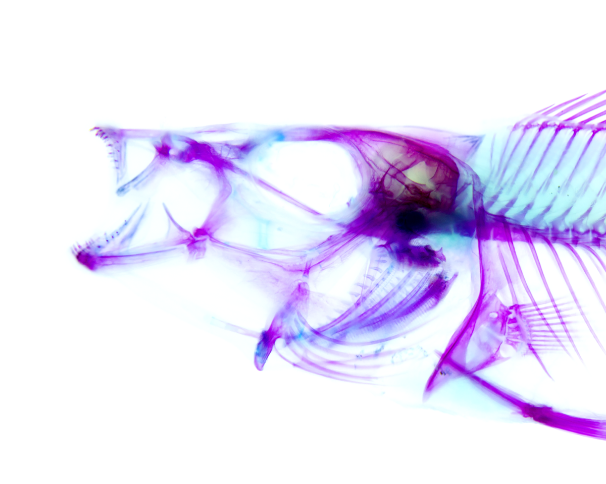 The cichlid oral and pharyngeal jaws are evolutionarily and genetically coupled